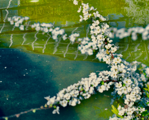 fleurs de cerisier sur l'eau, cherry blossom, water
