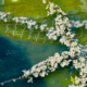 fleurs de cerisier sur l'eau, cherry blossom, water